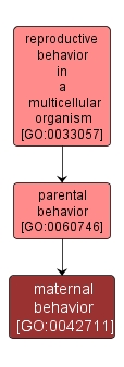 GO:0042711 - maternal behavior (interactive image map)