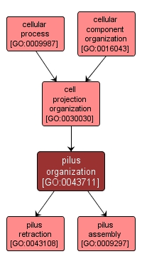 GO:0043711 - pilus organization (interactive image map)