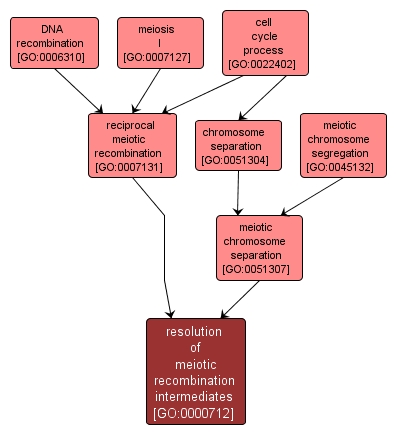 GO:0000712 - resolution of meiotic recombination intermediates (interactive image map)