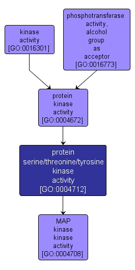 GO:0004712 - protein serine/threonine/tyrosine kinase activity (interactive image map)