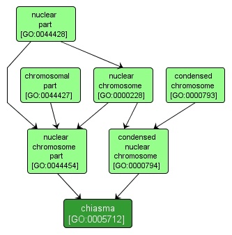 GO:0005712 - chiasma (interactive image map)