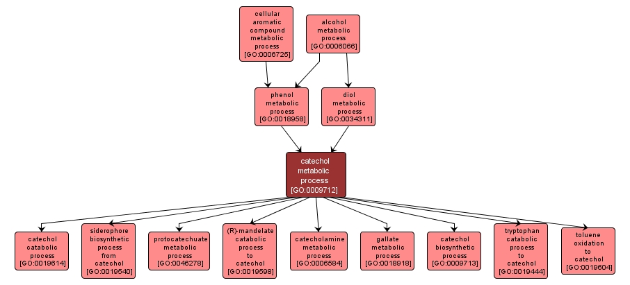 GO:0009712 - catechol metabolic process (interactive image map)