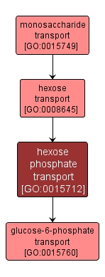 GO:0015712 - hexose phosphate transport (interactive image map)