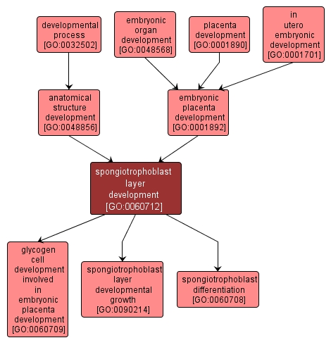 GO:0060712 - spongiotrophoblast layer development (interactive image map)