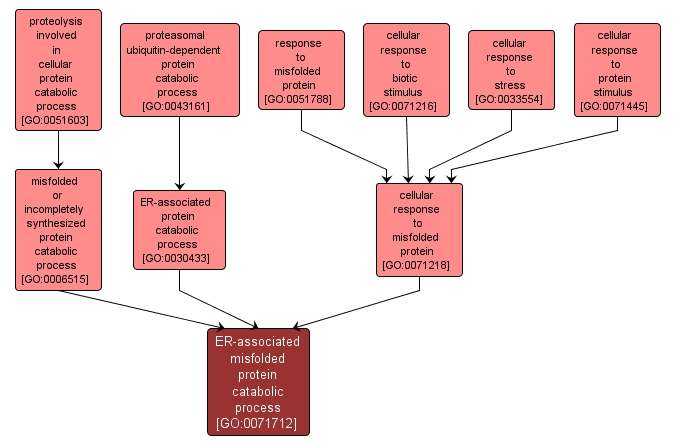 GO:0071712 - ER-associated misfolded protein catabolic process (interactive image map)