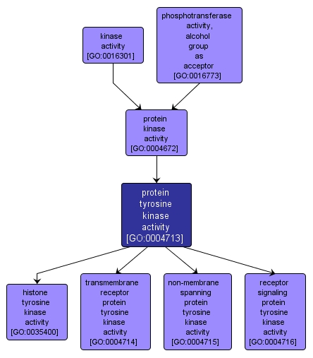 GO:0004713 - protein tyrosine kinase activity (interactive image map)