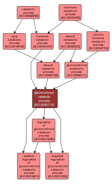 GO:0006713 - glucocorticoid catabolic process (interactive image map)