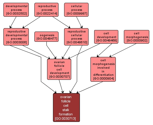 GO:0030713 - ovarian follicle cell stalk formation (interactive image map)