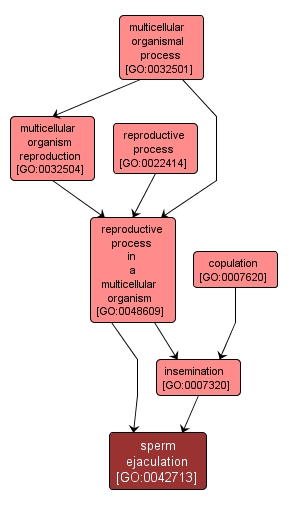 GO:0042713 - sperm ejaculation (interactive image map)