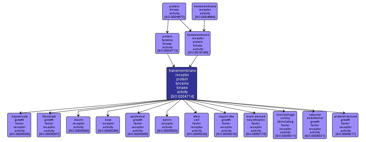 GO:0004714 - transmembrane receptor protein tyrosine kinase activity (interactive image map)