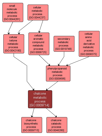 GO:0009714 - chalcone metabolic process (interactive image map)