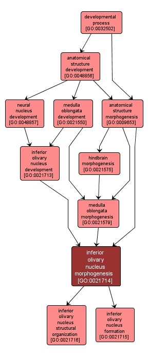 GO:0021714 - inferior olivary nucleus morphogenesis (interactive image map)