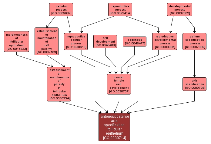 GO:0030714 - anterior/posterior axis specification, follicular epithelium (interactive image map)