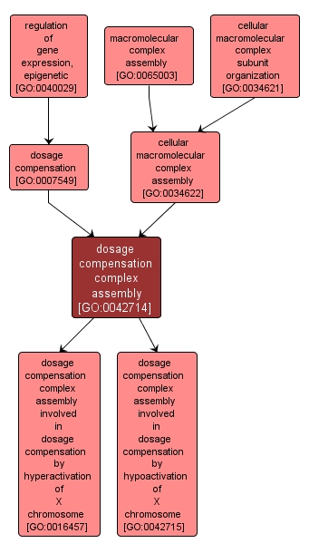 GO:0042714 - dosage compensation complex assembly (interactive image map)