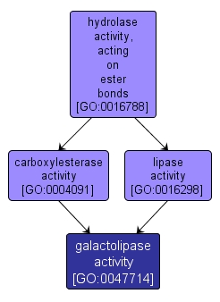 GO:0047714 - galactolipase activity (interactive image map)