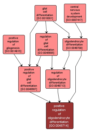 GO:0048714 - positive regulation of oligodendrocyte differentiation (interactive image map)