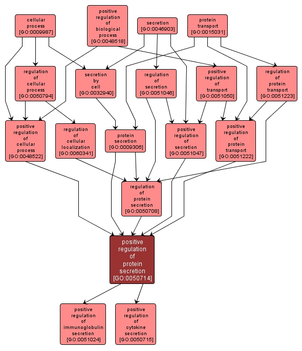 GO:0050714 - positive regulation of protein secretion (interactive image map)