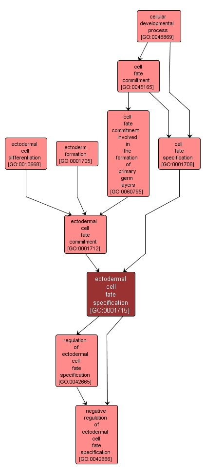 GO:0001715 - ectodermal cell fate specification (interactive image map)