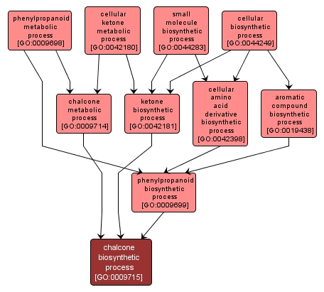 GO:0009715 - chalcone biosynthetic process (interactive image map)