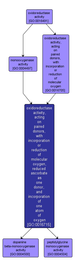 GO:0016715 - oxidoreductase activity, acting on paired donors, with incorporation or reduction of molecular oxygen, reduced ascorbate as one donor, and incorporation of one atom of oxygen (interactive image map)