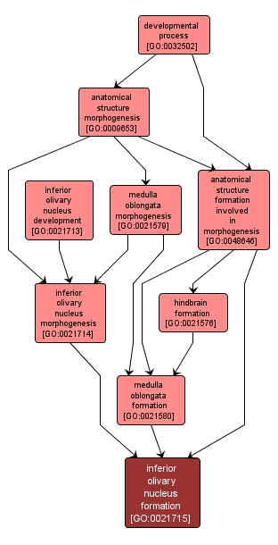 GO:0021715 - inferior olivary nucleus formation (interactive image map)