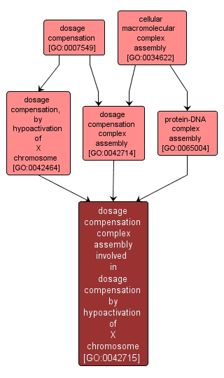 GO:0042715 - dosage compensation complex assembly involved in dosage compensation by hypoactivation of X chromosome (interactive image map)