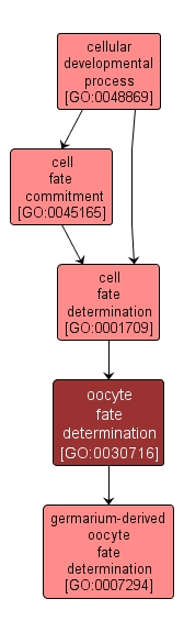 GO:0030716 - oocyte fate determination (interactive image map)