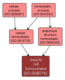 GO:0046716 - muscle cell homeostasis (interactive image map)