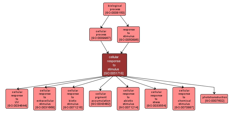 GO:0051716 - cellular response to stimulus (interactive image map)