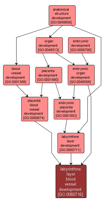 GO:0060716 - labyrinthine layer blood vessel development (interactive image map)