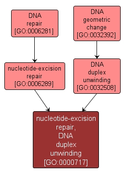 GO:0000717 - nucleotide-excision repair, DNA duplex unwinding (interactive image map)