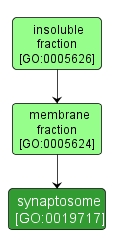 GO:0019717 - synaptosome (interactive image map)