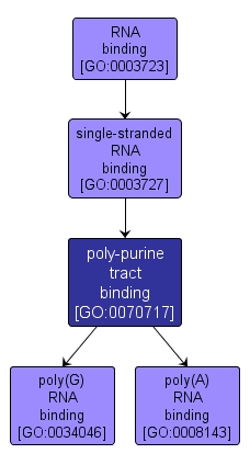 GO:0070717 - poly-purine tract binding (interactive image map)