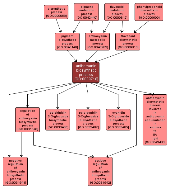 GO:0009718 - anthocyanin biosynthetic process (interactive image map)