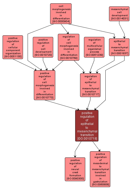 GO:0010718 - positive regulation of epithelial to mesenchymal transition (interactive image map)