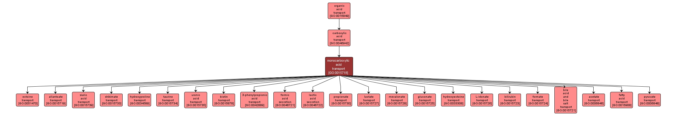 GO:0015718 - monocarboxylic acid transport (interactive image map)