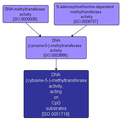 GO:0051718 - DNA (cytosine-5-)-methyltransferase activity, acting on CpG substrates (interactive image map)