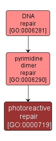 GO:0000719 - photoreactive repair (interactive image map)