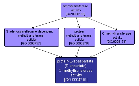 GO:0004719 - protein-L-isoaspartate (D-aspartate) O-methyltransferase activity (interactive image map)