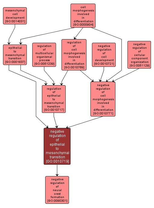 GO:0010719 - negative regulation of epithelial to mesenchymal transition (interactive image map)