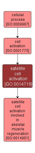 GO:0014719 - satellite cell activation (interactive image map)