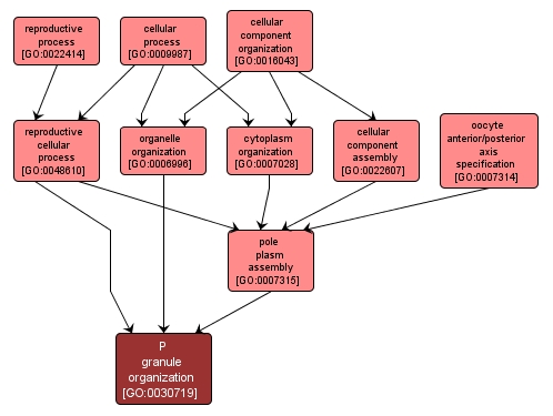 GO:0030719 - P granule organization (interactive image map)