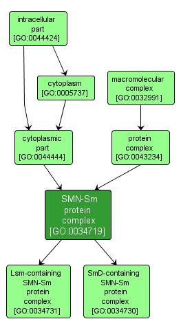 GO:0034719 - SMN-Sm protein complex (interactive image map)