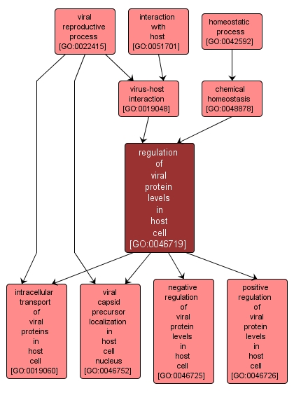 GO:0046719 - regulation of viral protein levels in host cell (interactive image map)