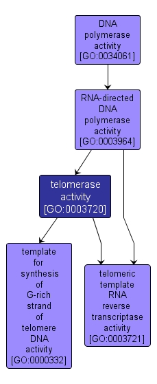GO:0003720 - telomerase activity (interactive image map)
