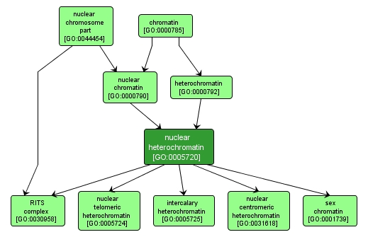 GO:0005720 - nuclear heterochromatin (interactive image map)