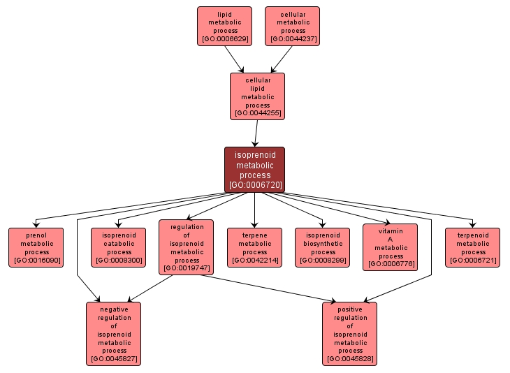 GO:0006720 - isoprenoid metabolic process (interactive image map)