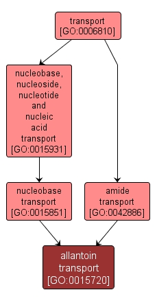 GO:0015720 - allantoin transport (interactive image map)