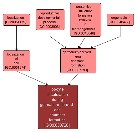 GO:0030720 - oocyte localization during germarium-derived egg chamber formation (interactive image map)