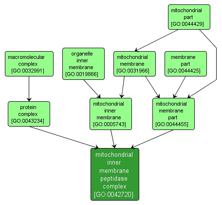 GO:0042720 - mitochondrial inner membrane peptidase complex (interactive image map)